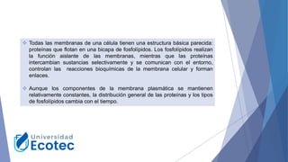 ❖ Todas las membranas de una célula tienen una estructura básica parecida:
proteínas que flotan en una bicapa de fosfolípidos. Los fosfolípidos realizan
la función aislante de las membranas, mientras que las proteínas
intercambian sustancias selectivamente y se comunican con el entorno,
controlan las reacciones bioquímicas de la membrana celular y forman
enlaces.
❖ Aunque los componentes de la membrana plasmática se mantienen
relativamente constantes, la distribución general de las proteínas y los tipos
de fosfolípidos cambia con el tiempo.
 