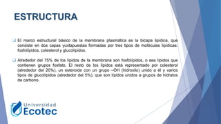 ESTRUCTURA
❑ El marco estructural básico de la membrana plasmática es la bicapa lipídica, que
consiste en dos capas yuxtapuestas formadas por tres tipos de moléculas lipídicas:
fosfolípidos, colesterol y glucolípidos.
❑ Alrededor del 75% de los lípidos de la membrana son fosfolípidos, o sea lípidos que
contienen grupos fosfato. El resto de los lípidos está representado por colesterol
(alrededor del 20%), un esteroide con un grupo –OH (hidroxilo) unido a él y varios
tipos de glucolípidos (alrededor del 5%), que son lípidos unidos a grupos de hidratos
de carbono.
 