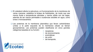❑ El colesterol afecta la estructura y el funcionamiento de la membrana de
varias maneras: estabiliza la bicapa de fosfolípidos, de modo que sea
menos fluida a temperaturas elevadas y menos sólida con las bajas,
además de ser menos permeable a sustancias solubles en agua, como
iones o monosacáridos.
❑ Las proteínas de la membrana plasmática que llevan carbohidratos
unidos a la parte expuesta de la membrana celular se llaman
glucoproteínas. Las proteínas pueden clasificarse en cinco grandes
categorías basadas en su función:
▪ receptoras
▪ de reconocimiento
▪ enzimáticas
▪ de unión
▪ de transporte.
 