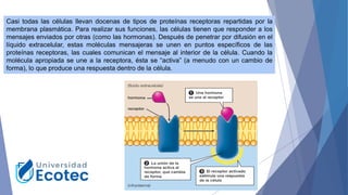 Casi todas las células llevan docenas de tipos de proteínas receptoras repartidas por la
membrana plasmática. Para realizar sus funciones, las células tienen que responder a los
mensajes enviados por otras (como las hormonas). Después de penetrar por difusión en el
líquido extracelular, estas moléculas mensajeras se unen en puntos específicos de las
proteínas receptoras, las cuales comunican el mensaje al interior de la célula. Cuando la
molécula apropiada se une a la receptora, ésta se “activa” (a menudo con un cambio de
forma), lo que produce una respuesta dentro de la célula.
 