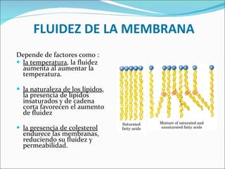 FLUIDEZ DE LA MEMBRANA  Depende de factores como :  la temperatura , la fluidez aumenta al aumentar la temperatura.  la naturaleza de los lípidos , la presencia de lípidos insaturados y de cadena corta favorecen el aumento de fluidez la presencia de colesterol  endurece las membranas, reduciendo su fluidez y permeabilidad.  