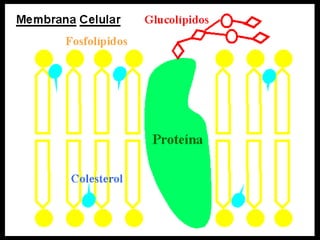 Glicoproteína Proteína periférica Proteína integral (receptor) Proteína integral (reconocimiento) Proteína integral (canal) Proteína integral (adhesión) Proteína transporte facilitado Colesterol Filamentos proteicos Fosfolípido CITOPLASMA MEMBRANA PLASMÁTICA 