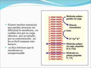 Existen muchas sustancias que pueden atravesar sin dificultad la membrana , en cambio otra por su carga eléctrica , por su tamaño , por su concentración , no les es fácil traspasar esta barrera ,  se dice entonces que la membrana es semipermeable  