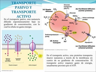 En el transporte pasivo, una sustancia difunde espontáneamente bajo su gradiente de concentración, con lo cual la célula no gasta energía.  TRANSPORTE PASIVO Y  TRANSPORTE ACTIVO En el transporte activo, una proteína transporta mueve sustancia a través de la membrana en contra de su gradiente de concentración. El transporte activo requiere gasto de energía, usualmente provisto por el ATP. 