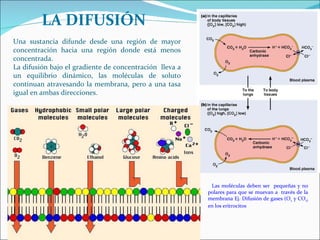 Una sustancia difunde desde una región de mayor concentración hacia una región donde está menos concentrada.  La difusión bajo el gradiente de concentración  lleva a un equilibrio dinámico, las moléculas de soluto continuan atravesando la membrana, pero a una tasa igual en ambas direcciones. LA DIFUSIÓN Las moléculas deben ser  pequeñas y no polares para que se muevan a  través de la membrana Ej. Difusión de gases (O 2  y CO 2)  en los eritrocitos  