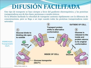 PERMEASAS: Transportador GluT1 Este tipo de transporte se hace siempre a favor del gradiente electroquímico, y las proteínas transportadoras son de dos clases: permeasas o canales iónicos. En la difusión facilitada la velocidad de transporte aumenta rápidamente con la diferencia de concentraciones, pero se llega a un tope cuando todas las proteínas transportadoras están saturadas. DIFUSIÓN FACILITADA 