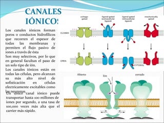 CANALES IÓNICOS Los canales iónicos forman poros o conductos hidrofílicos que recorren el espesor de todas las membranas y permiten el flujo pasivo de iones a través de ésta  Son muy selectivos, por lo que en general facultan el paso de un solo tipo de ión. Los canales iónicos están en todas las células, pero alcanzan su más alto nivel de sofisticación en células electricamente excitables como las neuronas. Un único canal iónico puede transportar hasta 100 millones de  iones por segundo, a una tasa de 100,000 veces más alta que el carrier más rápido. Abierto cerrado Ión 