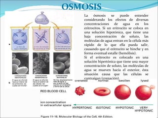 OSMOSIS La ósmosis se puede entender considerando los efectos de diversas concentraciones de agua en los eritrocitos. Si un eritrocito se coloca en una solución hipotónica, que tiene una baja concentración de soluto, las moléculas de agua entran en la célula más rápido de lo que ella pueda salir, causando que el eritrocito se hinche y en forma eventual estalle (hemólisis). Si el eritrocito es colocado en una solución hipertónica que tiene una mayor concentración de soluto, las moléculas de agua se mueven hacia el exterior, ésta situación causa que las células se contraigan (crenación). 