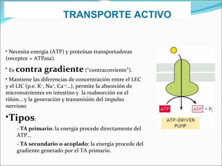TRANSPORTE ACTIVO Necesita energía (ATP) y proteínas transportadoras (receptor + ATPasa). Es  contra gradiente  (“contracorriente”). Mantiene las diferencias de concentración entre el LEC y el LIC (p.e. K + , Na + , Ca +2 …), permite la absorción de micronutrientes en intestino y  la reabsorción en el riñón… y la generación y transmisión del impulso nervioso Tipos : -  TA primario : la energia procede directamente del ATP… -  TA secundario o acoplado : la energía procede del gradiente generado por el TA primario. 