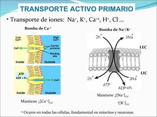 TRANSPORTE ACTIVO PRIMARIO Bomba de Ca +2 Bomba de Na + /K + Mantiene  ↓ [Ca +2 ] LIC Mantiene  ↓ [Na + ] LIC ↑ [K + ] LIC LEC LIC Transporte de iones:  Na + , K + , Ca +2 , H + , Cl - … Ocurre en todas las células, fundamental en miocitos y neuronas 