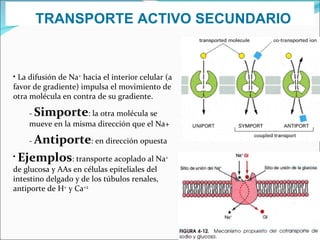 TRANSPORTE ACTIVO SECUNDARIO La difusión de Na +  hacia el interior celular (a favor de gradiente) impulsa el movimiento de otra molécula en contra de su gradiente.  -  Simporte : la otra molécula se mueve en la misma dirección que el Na+  -  Antiporte : en dirección opuesta  Ejemplos : transporte acoplado al Na +  de glucosa y AAs en células epiteliales del intestino delgado y de los túbulos renales,  antiporte de H +  y Ca +2 