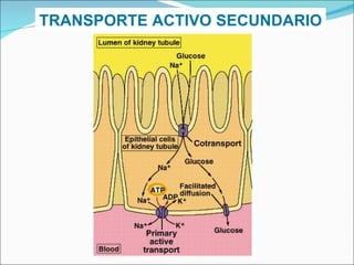 TRANSPORTE ACTIVO SECUNDARIO 