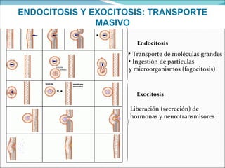 ENDOCITOSIS Y EXOCITOSIS: TRANSPORTE MASIVO Endocitosis Exocitosis Transporte de moléculas grandes Ingestión de partículas  y microorganismos (fagocitosis) Liberación (secreción) de hormonas y neurotransmisores 