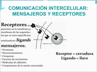 COMUNICACIÓN INTERCELULAR:  MENSAJEROS Y RECEPTORES Receptores : proteínas o glicoproteínas presentes en la membrana plasmática, en la membrana de las organelas o en el citosol celular, a las que se unen específicamente moléculas señalizadoras ( ligandos  o  mensajeros ): Hormonas Neurotransmisores Citoquinas Factores de crecimiento Moléculas de adhesión Componentes de la matriz extracelular Receptor = cerradura Ligando = llave 