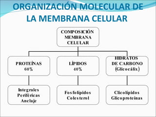 ORGANIZACIÓN MOLECULAR DE LA MEMBRANA CELULAR  COMPOSICIÓN  MEMBRANA CELULAR PROTEÍNAS 60% LÍPIDOS 40% HIDRATOS  DE CARBONO (Glicocálix) Integrales Periféricas Anclaje Fosfolípidos Colesterol Clicolípidos Glicoproteínas 