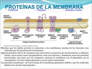 PROTEÍNAS DE LA MEMBRANA *  Periféricas  *  Integrales  *  Ancladas a lípidos Mientras que los lípidos proveen la estructura a las membranas, muchas de las funciones son realizadas por las proteínas de la membrana. Algunas proteínas sirven de receptores que intervienen en procesos de reconocimiento y adhesión celular, otras actúan como transportadores, otras son enzimas y, finalmente otras son proteínas estructurales, que junto con los receptores, conectan la membrana con el plasmática con el citoesqueleto, con otra célula adyacente o con la matriz extracelular. Las proteínas constituyen ~50% de la masa de la membrana plasmática debido a que las moléculas lipídicas son mucho más pequeñas. 