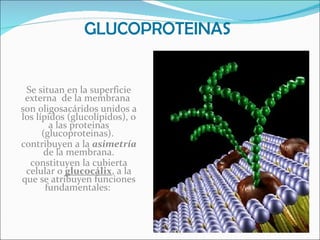 Se situan en la superficie externa  de la membrana  son oligosacáridos unidos a los lípidos (glucolípidos), o a las proteinas (glucoproteinas).  contribuyen a la  asimetría  de la membrana. constituyen la cubierta celular o  glucocálix , a la que se atribuyen funciones fundamentales:  GLUCOPROTEINAS 