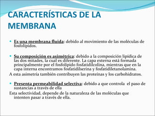 CARACTERÍSTICAS DE LA MEMBRANA Es una membrana fluida : debido al movimiento de las moléculas de fosfolípidos. Su composición es asimétrica : debido a la composición lipídica de las dos mitades, la cual es diferente. La capa externa está formada principalmente por el fosfolípido fosfatidilcolina, mientras que en la capa interna encontramos fosfatidilserina y fosfatidiletanolamina.  A esta asimetría también contribuyen las proteínas y los carbohidratos.  Presenta permeabilidad selectiva : debido a que controla  el paso de sustancias a través de ella Esta selectividad, depende de la naturaleza de las moléculas que intenten pasar a través de ella.  