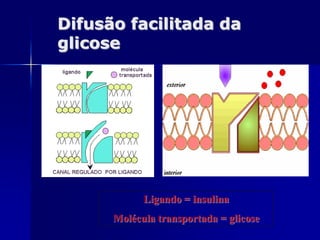 Difusão facilitada da
glicose




            Ligando = insulina
      Molécula transportada = glicose
 
