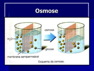 Osmose
 