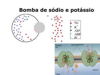 Bomba de sódio e potássio
 