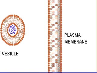  Membranaplasmatica permeabilidade