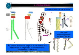 1.-FOSFOLÍPIDOS.
Cabeza polar: HIDROFILICA
Dos colas
hidrocarbonadas:
HIDROFÓBICAS.
Ác. Grasos de distinta longitud 14-24 átomos de C
animales 16-18 Vegetales; 15-19 Procariotas.
Saturados o Insaturados
 