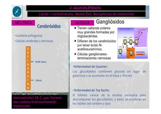 2-GLUCOLÍPIDOS.
Lípido + carbohidrato. Memb Ext. Receptores de membrana
Aminoalcohol 18 C, que forman
una cadena hidrocarbonada
insaturada
NEUTROS ACIDOS
 