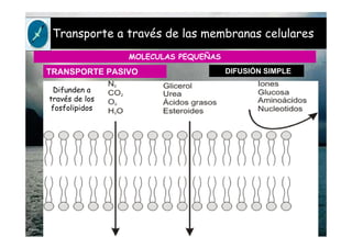 Transporte a través de las membranas celulares
MOLECULAS PEQUEÑAS
DIFUSIÓN SIMPLETRANSPORTE PASIVO
Difunden a
través de los
fosfolipidos
 