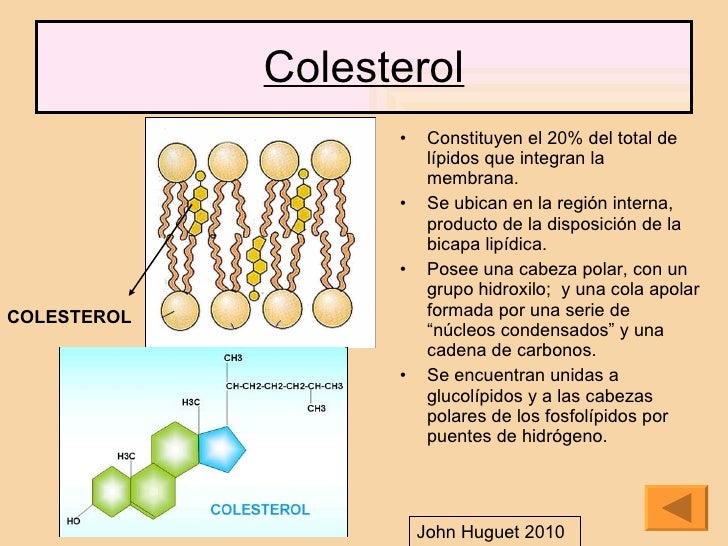 Funciones Del Colesterol En La Membrana Celular