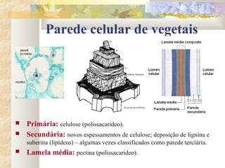 Parede celular de vegetais
 Primária: celulose (polissacarídeo).
 Secundária: novos espessamentos de celulose; deposição de lignina e
suberina (lipídeos) – algumas vezes classificados como parede terciária.
 Lamela média: pectina (polissacarídeo).
 