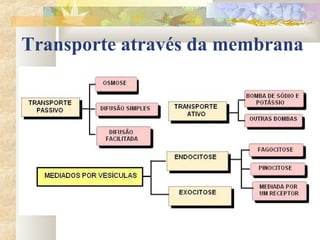Transporte através da membrana
 