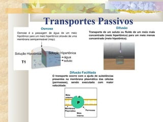 Transportes Passivos
 