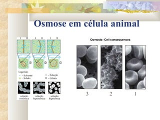 Osmose em célula animal
123
 