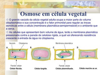 Osmose em célula vegetal
 O grande vacúolo da célula vegetal adulta ocupa a maior parte do volume
citoplasmático e sua concentração é o fator primordial para regular as trocas
osmóticas entre a célula (membrana plasmática-semipermeável) e o ambiente que
a cerca.
 As células que apresentam bom volume de água, terão a membrana plasmática
pressionada contra a parede de celulose rígida, a qual vai oferecendo resistência
crescente à entrada de água no citoplasma.
 
