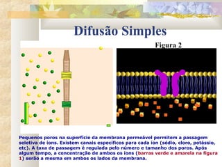 Difusão Simples
Figura 2
Pequenos poros na superfície da membrana permeável permitem a passagem
seletiva de íons. Existem canais específicos para cada íon (sódio, cloro, potássio,
etc). A taxa de passagem é regulada pelo número e tamanho dos poros. Após
algum tempo, a concentração de ambos os íons (barras verde e amarela na figura
1) serão a mesma em ambos os lados da membrana.
 