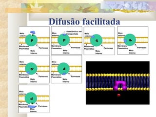Difusão facilitada
 