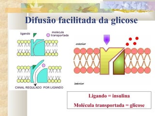 Difusão facilitada da glicose
Ligando = insulina
Molécula transportada = glicose
 