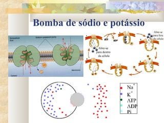 Bomba de sódio e potássio
 