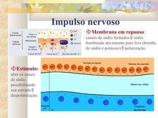 Impulso nervoso
Membrana em repouso:
canais de sódio fechados  sódio
bombeado ativamente para fora (bomba
de sódio e potássio)  polarização.
Estímulo:
abre os canais
de sódio,
possibilitando
sua entrada 
despolarização.
 