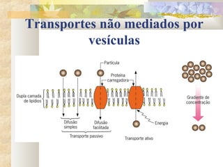 Transportes não mediados por
vesículas
 