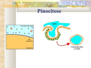 Pinocitose
 