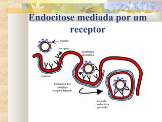 Endocitose mediada por um
receptor
 