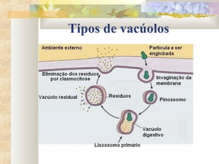 Tipos de vacúolos
 