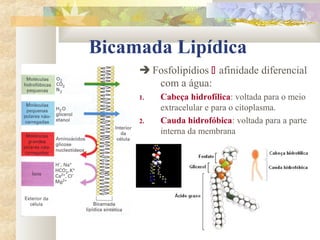 Bicamada Lipídica
 Fosfolipídios  afinidade diferencial
com a água:
1. Cabeça hidrofílica: voltada para o meio
extracelular e para o citoplasma.
2. Cauda hidrofóbica: voltada para a parte
interna da membrana
 