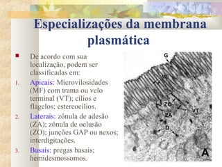 Especializações da membrana
plasmática
 De acordo com sua
localização, podem ser
classificadas em:
1. Apicais: Microvilosidades
(MF) com trama ou velo
terminal (VT); cílios e
flagelos; estereocílios.
2. Laterais: zônula de adesão
(ZA); zônula de oclusão
(ZO); junções GAP ou nexos;
interdigitações.
3. Basais: pregas basais;
hemidesmossomos.
 