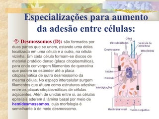 Especializações para aumento
da adesão entre células:
 Desmossomos (D): são formados por
duas partes que se unem, estando uma delas
localizada em uma célula e a outra, na célula
vizinha. Em cada célula formam-se discos de
material protéico denso (placa citoplasmática),
para onde convergem filamentos de queratina
que podem se estender até a placa
citoplasmática de outro desmossomo da
mesma célula. No espaço intercelular surgem
filamentos que atuam como estruturas adesivas
entre as placas citoplasmáticas de células
adjacentes. Além de unidas entre si, as células
epiteliais aderem à lâmina basal por meio de
hemidesmossomos, cuja morfologia é
semelhante à de meio desmossomo.
 