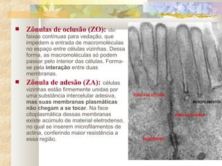  Zônulas de oclusão (ZO): são
faixas contínuas para vedação, que
impedem a entrada de macromoléculas
no espaço entre células vizinhas. Dessa
forma, as macromoléculas só podem
passar pelo interior das células. Forma-
se pela interação entre duas
membranas.
 Zônula de adesão (ZA): células
vizinhas estão firmemente unidas por
uma substância intercelular adesiva,
mas suas membranas plasmáticas
não chegam a se tocar. Na face
citoplasmática dessas membranas
existe acúmulo de material eletrodenso,
no qual se inserem microfilamentos de
actina, conferindo maior resistência a
essa região.
 