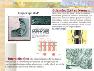  Interdigitações: são especializações formadas por
reentrâncias e saliências provenientes da invaginação de
membranas de duas células adjacentes, cuja função é aumentar
a superfície de aderência entra as células.
Junções GAP ou Nexos: as
membranas plasmáticas de células adjacentes
apresentam grupos de proteínas específicas, que
se dispõem formando canais que atravessam as
bicamada de lipídios. Esses grupos de proteínas
tocam-se no espaço intercelular, estabelecendo
canais de comunicação entre as células (função
exercida nas células vegetais pelos
plasmodesmos).
 