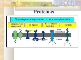 Proteínas
 
